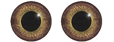 Glass Eyes brown Iris 14 mm 1 Pair